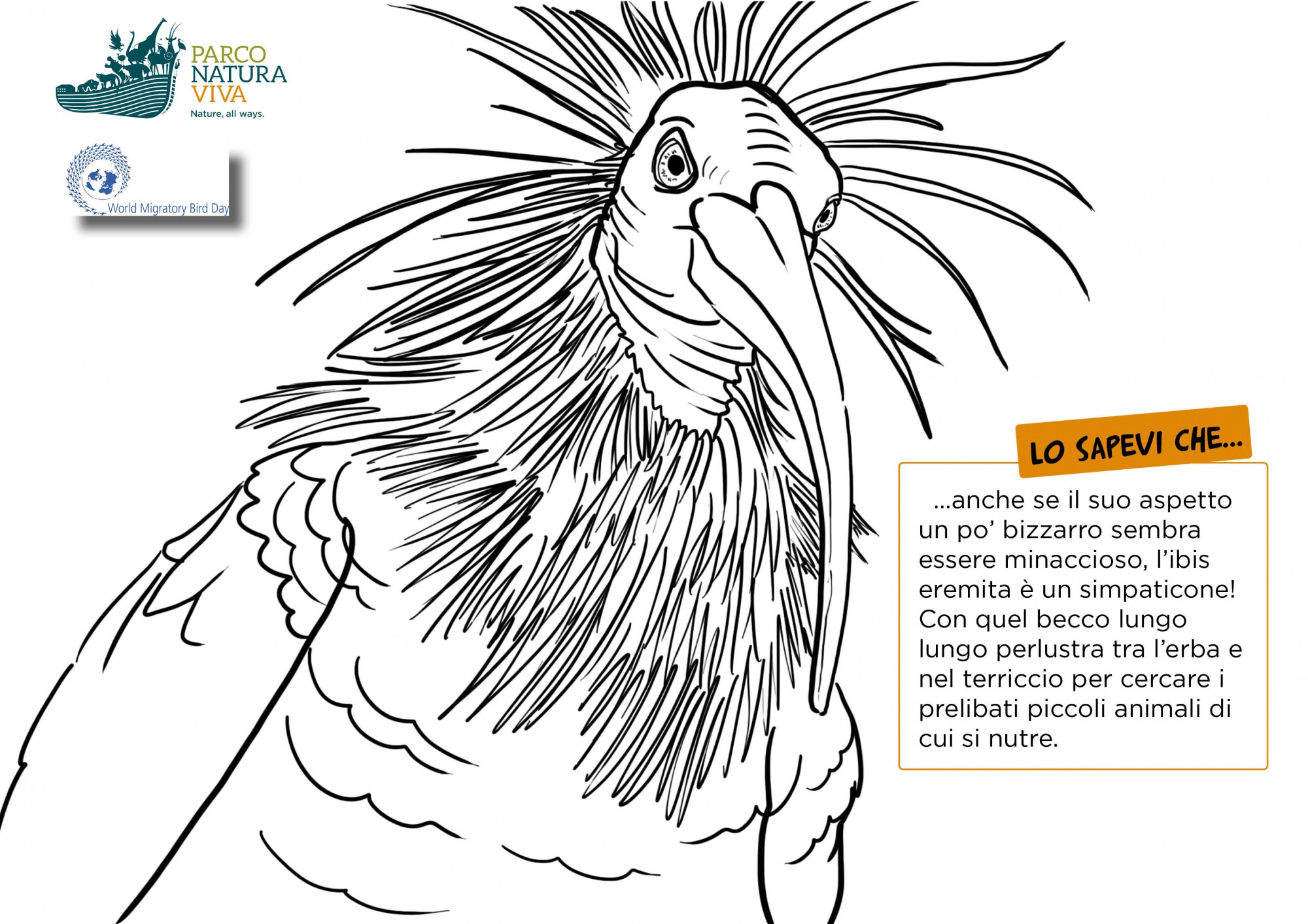 disegno-ibis-testa.jpg