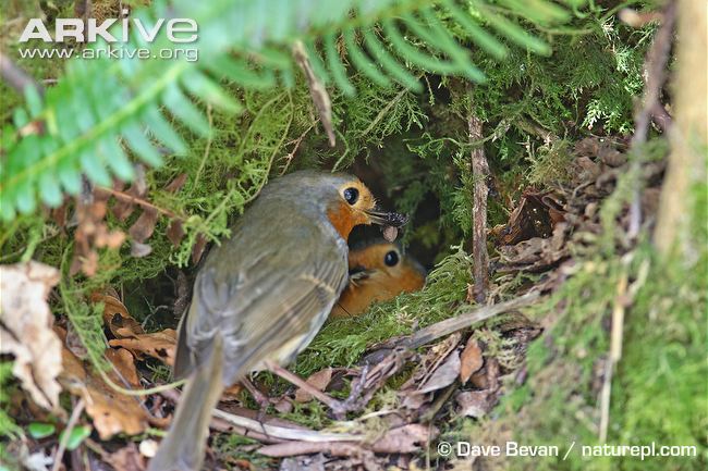 robin-feeding-insect-prey-to-female-in-nest.jpg