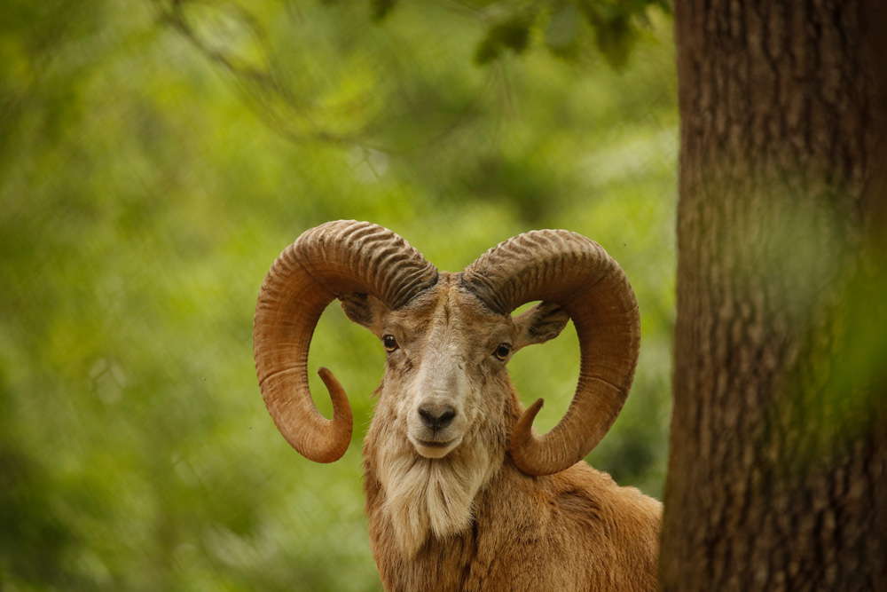 cuccioli-estate24-10.jpg