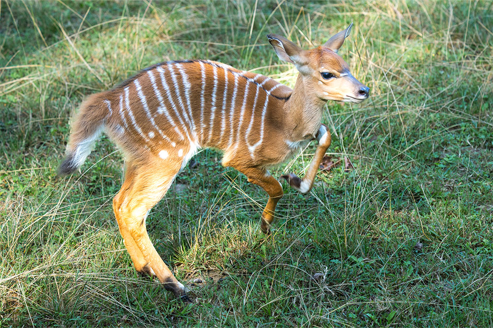 cuccioli-estate24-11.jpg