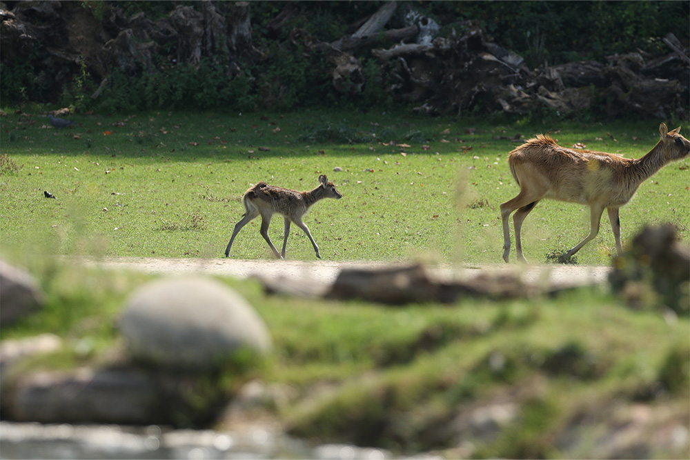 cuccioli-estate24-12.jpg