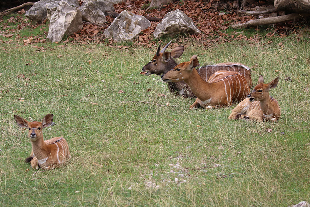 cuccioli-estate24-2.jpg