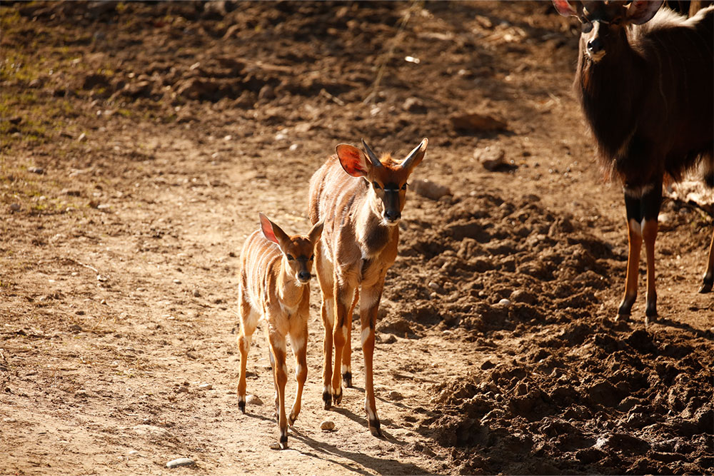 cuccioli-estate24-3.jpg