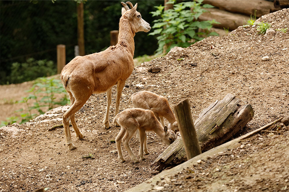 cuccioli-estate24-4.jpg