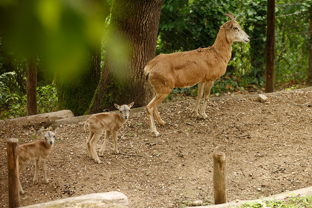 cuccioli-estate24-6.jpg