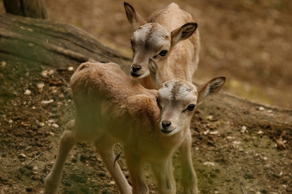 cuccioli-estate24-7.jpg