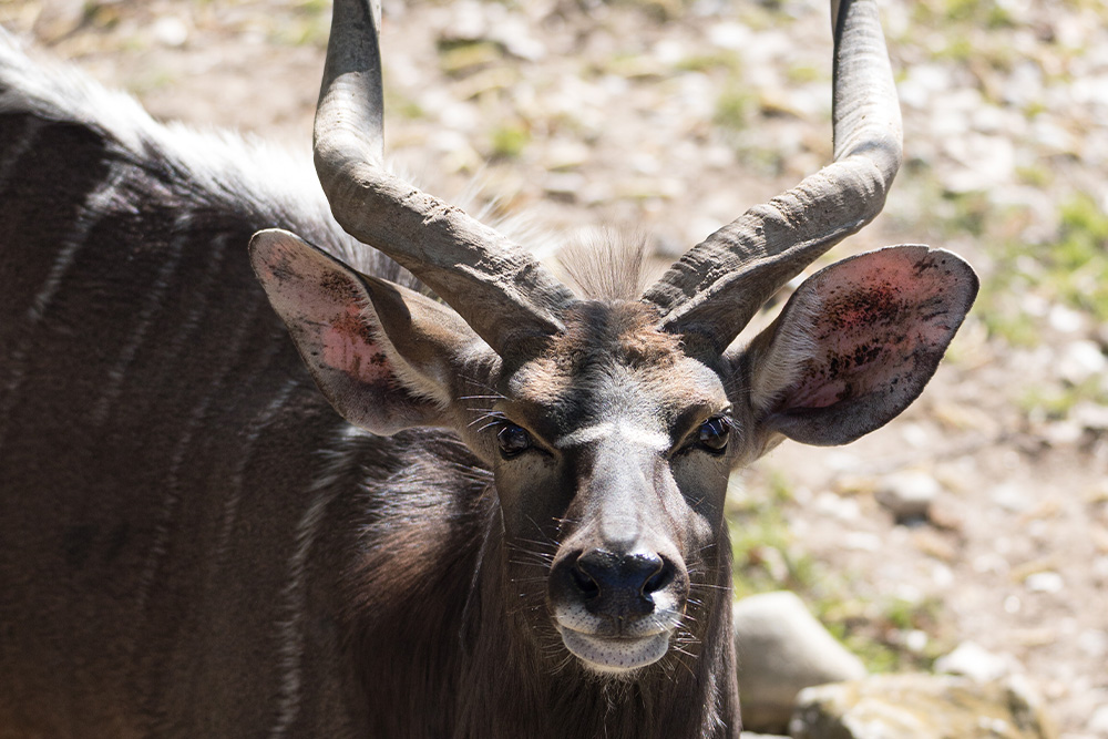 cuccioli-estate24-9.jpg