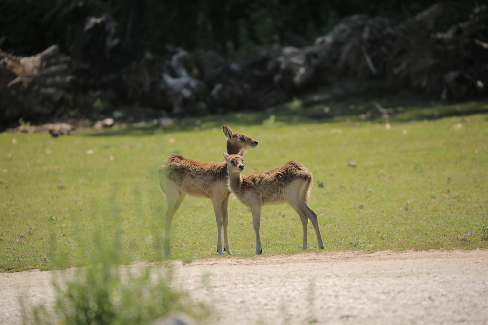 cuccioli-estate24.jpg