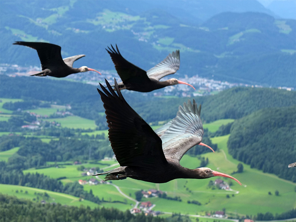 ibis-eremita-230424-14.jpg