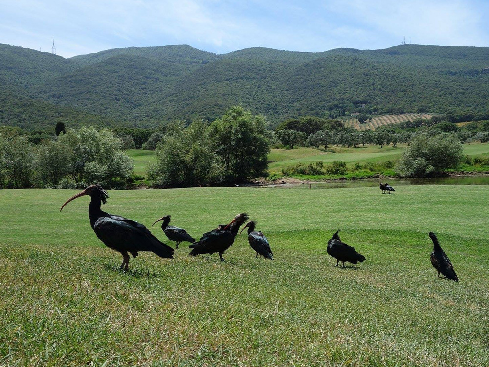 ibis-eremita-230424-3.jpg