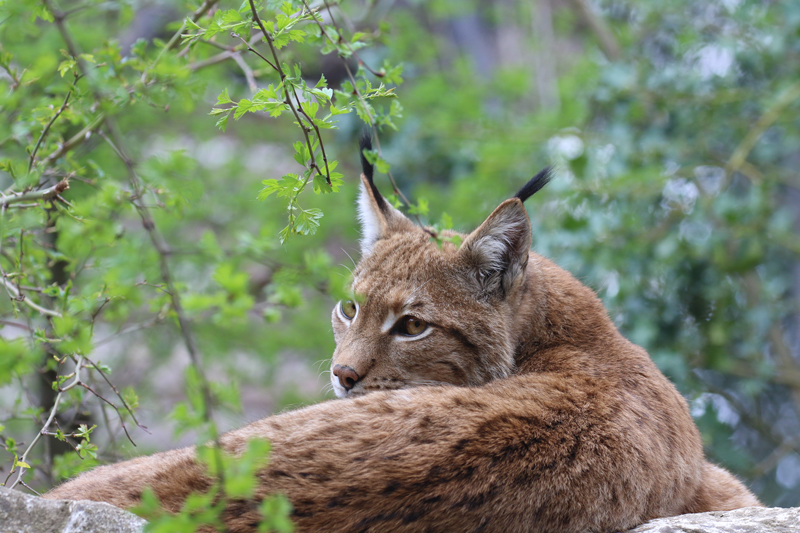 lince-211124-2.jpg