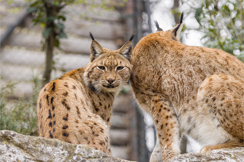 lince-211124-7.jpg