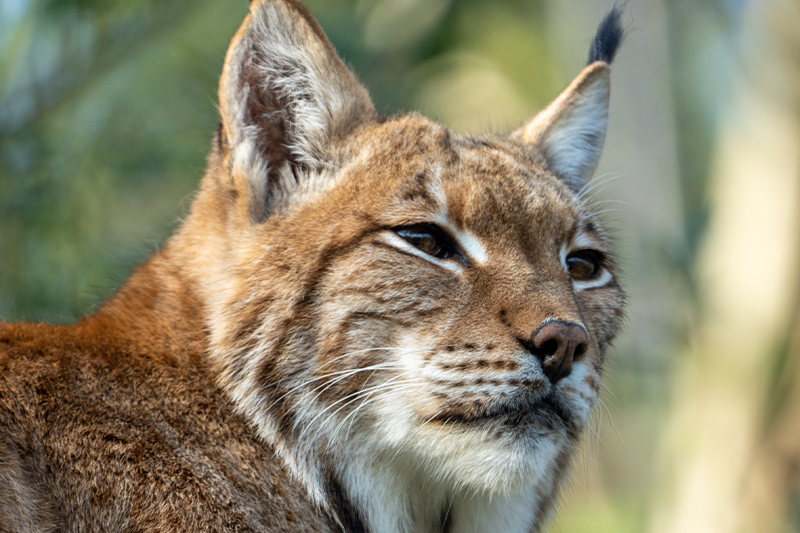 lince-211124.jpg