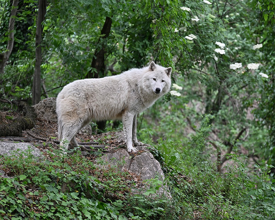 lupi-artici-4624-7.jpg