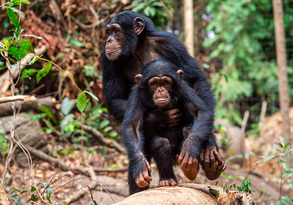 scimpanz-orfani-al-tacugama-chimpanzees-sanctuary-1.jpg