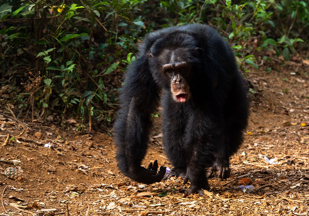 scimpanz-orfani-al-tacugama-chimpanzees-sanctuary-2.jpg