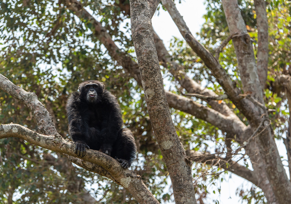 scimpanz-orfani-al-tacugama-chimpanzees-sanctuary-3.jpg