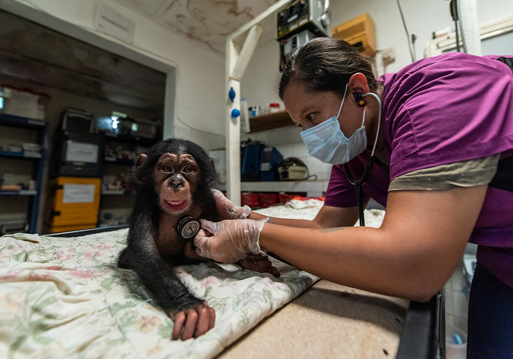 scimpanz-orfani-al-tacugama-chimpanzees-sanctuary-4.jpg