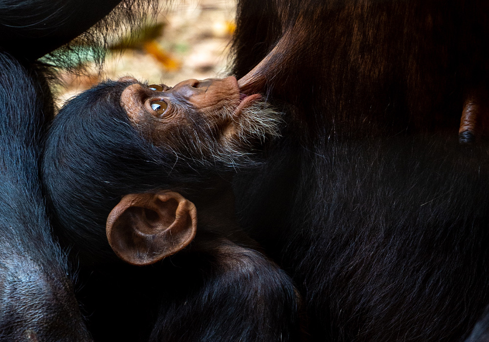 scimpanz-orfani-al-tacugama-chimpanzees-sanctuary-5.jpg