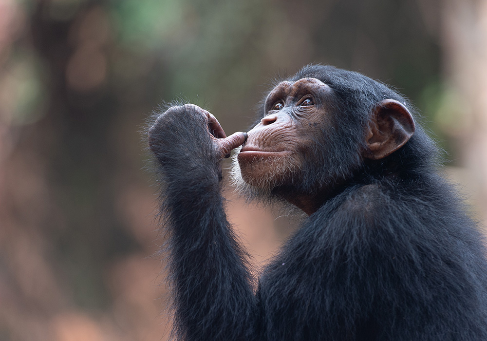 scimpanz-orfani-al-tacugama-chimpanzees-sanctuary-6.jpg