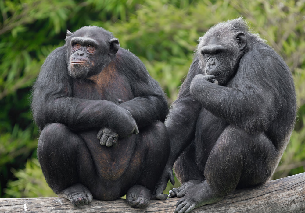 scimpanze-parco-cs2024-1.jpg