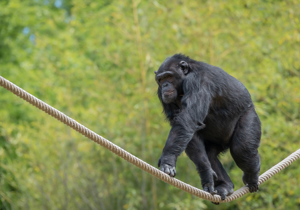 scimpanze-parco-cs2024-2.jpg