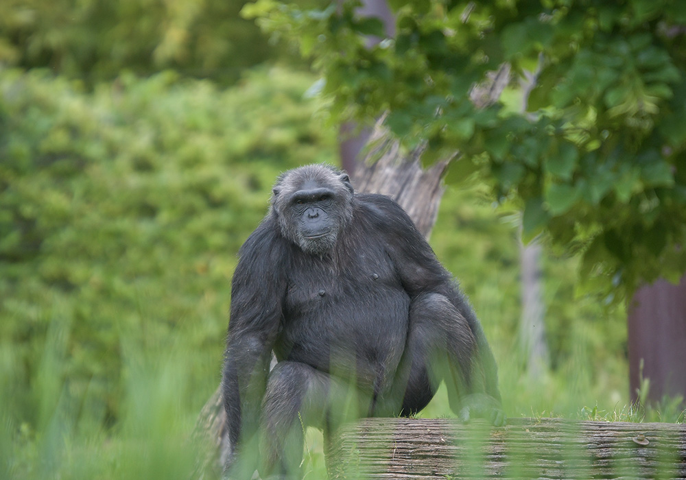 scimpanze-parco-cs2024-3.jpg