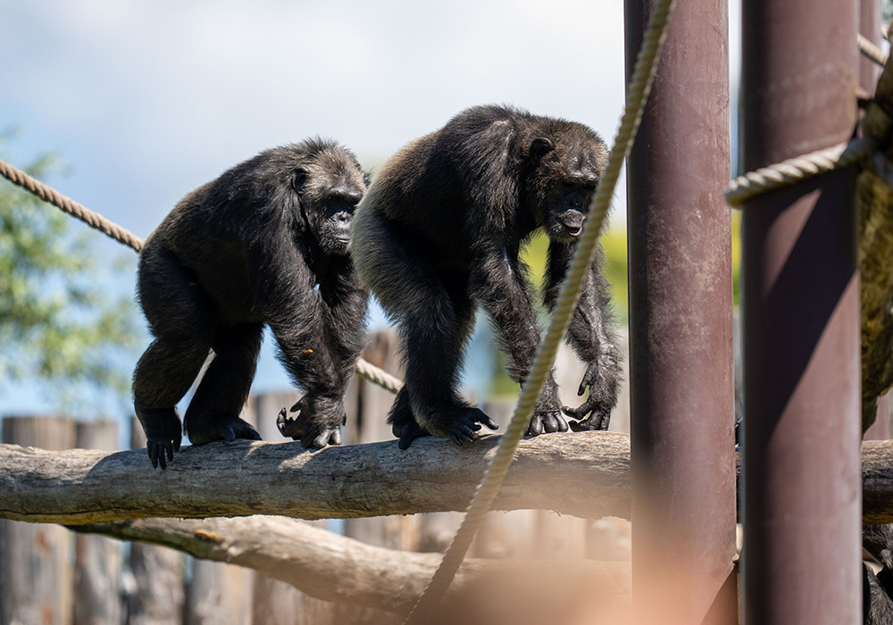 scimpanze-parco-cs2024-4.jpg