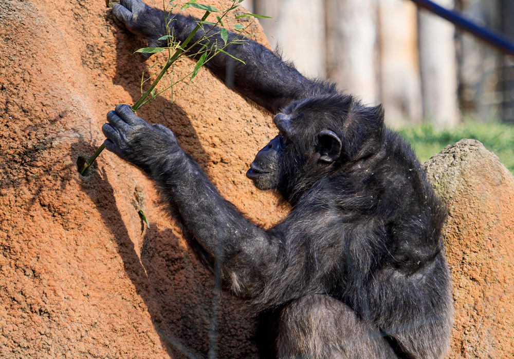 scimpanze-parco-cs2024-6.jpg