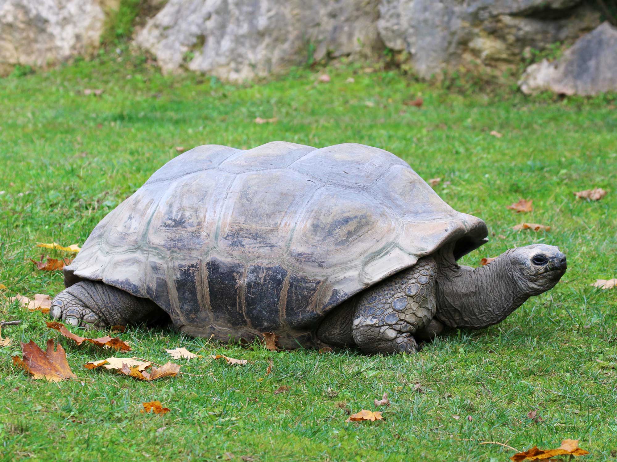 Aldabra Giant Tortoise Project | Parco Natura Viva