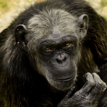 Sabato 13 - Giornata mondiale dello scimpanzé