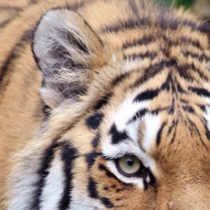 Sabato 27 - Giornata internazionale della tigre