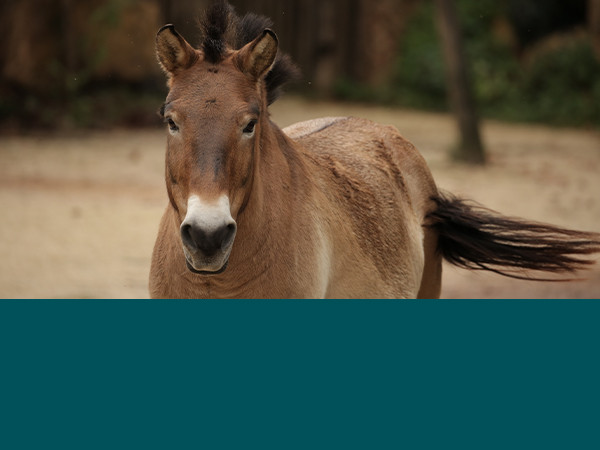 Cavallo di Przewalski 